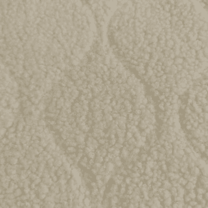 泰迪羊毛粘合摇粒绒：无与伦比的舒适感